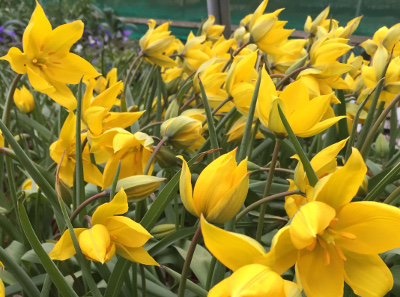 Tulipa sylvestris 